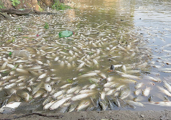 CAPA Resíduos que provocaram morte de peixes no Rio Piracicaba são de Rio das Pedras