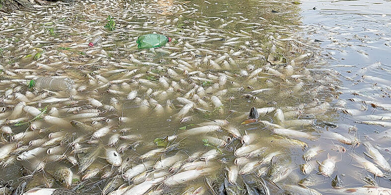 CAPA Resíduos que provocaram morte de peixes no Rio Piracicaba são de Rio das Pedras
