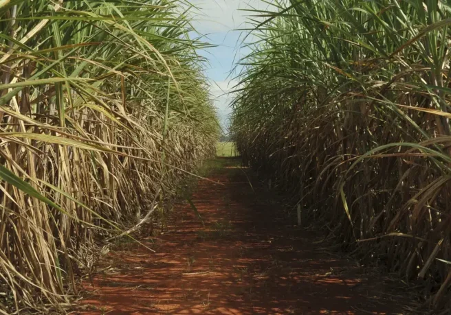 Seca extrema derruba produtividade de cana e usinas antecipam colheita