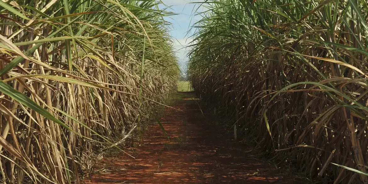 Seca extrema derruba produtividade de cana e usinas antecipam colheita